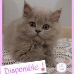 D'Élyon Tess Femelle British Longhair D'Élyon Tess Femelle British Longhair