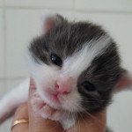 U.... Femelle Maine coon polydactyle U.... Femelle Maine coon polydactyle