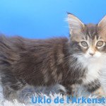 Ukio Femelle Maine coon polydactyle Ukio Femelle Maine coon polydactyle