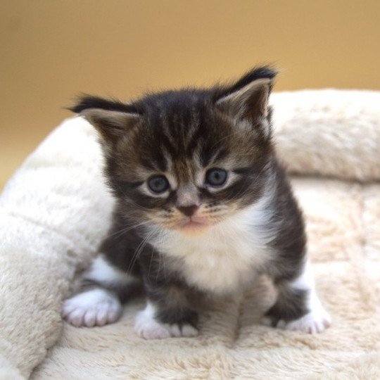 chaton Maine coon polydactyle brown blotched tabby & blanc Umme Chatterie de l'Arkenstone brown blotched tabby & blanc