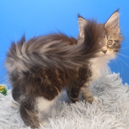 chaton Maine coon polydactyle brown blotched tabby & blanc Umme Chatterie de l'Arkenstone brown blotched tabby & blanc