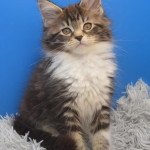 Umme Femelle Maine coon polydactyle