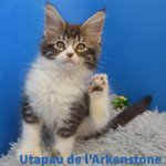 Utapau Mâle Maine coon polydactyle