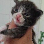 U.... Mâle Maine coon U.... Mâle Maine coon