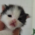 U.... Femelle Maine coon U.... Femelle Maine coon