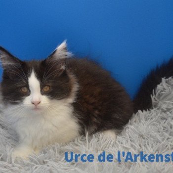 Urce Femelle Maine coon