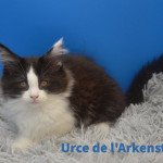 Urce Femelle Maine coon Urce Femelle Maine coon