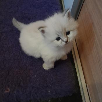 Collier rose De Smetana Mâle Sibérien