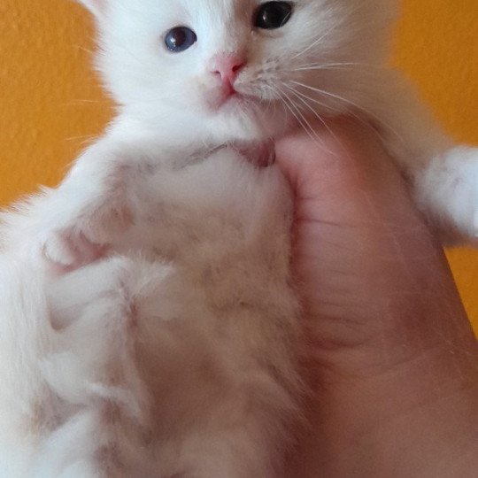 chaton Sibérien cream tabby point & blanc Petit neva Chatterie de Smetana, chats sibériens cream tabby point & blanc