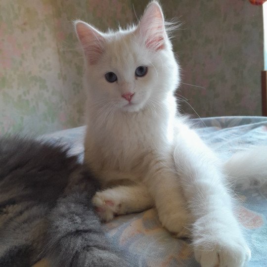 chaton Sibérien cream tabby point & blanc Petit neva Chatterie de Smetana, chats sibériens cream tabby point & blanc