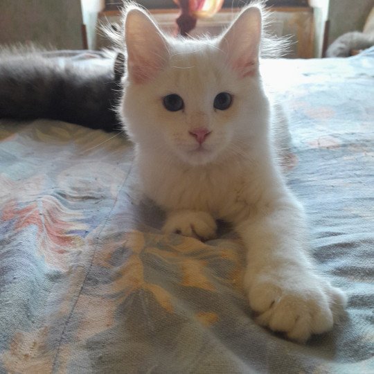 chaton Sibérien cream tabby point & blanc Petit neva Chatterie de Smetana, chats sibériens cream tabby point & blanc