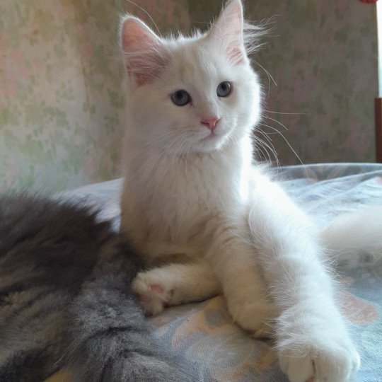 chaton Sibérien cream tabby point & blanc Petit neva Chatterie de Smetana, chats sibériens cream tabby point & blanc