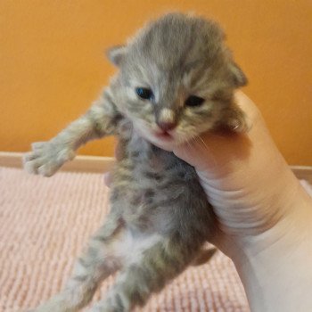 Petite tortie De Smetana Femelle Sibérien