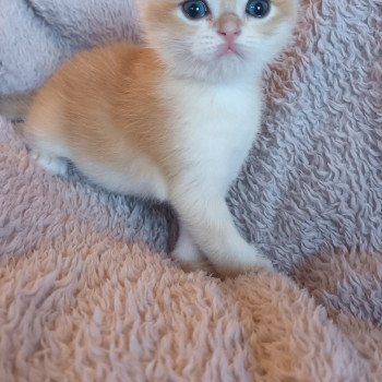 Triskel Ty An Targazh Chat Scottish Fold A Vendre