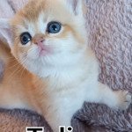 Tulipe Ty an targazh Femelle Scottish Fold Tulipe Ty an targazh Femelle Scottish Fold