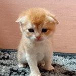 Tribord Ty an targazh Mâle Scottish Fold Tribord Ty an targazh Mâle Scottish Fold