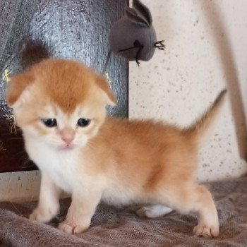 TOMY Ty an targazh Mâle Scottish Fold