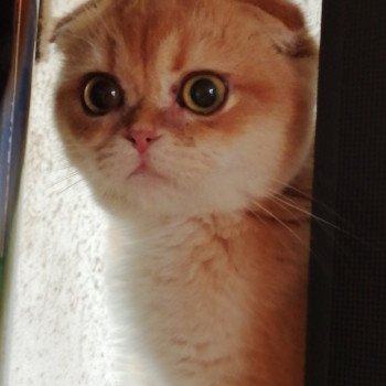 Triskel Ty An Targazh Chat Scottish Fold A Vendre