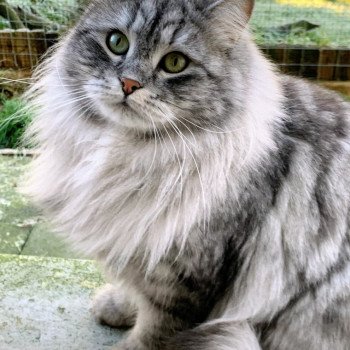 Tiger lilly de L'Opale Siberienne Femelle Sibérien