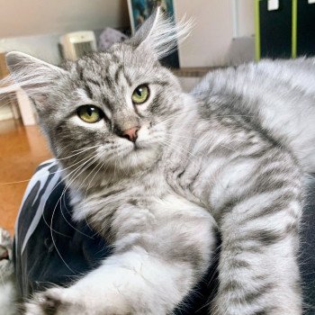 Tiger lilly de L'Opale Siberienne Femelle Sibérien