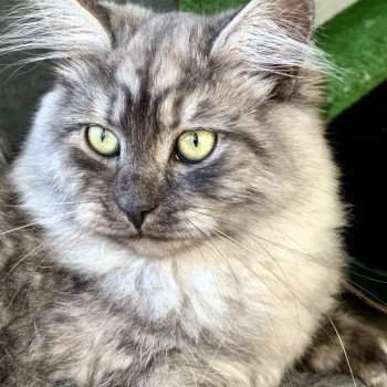 Tatooine de L'Opale Siberienne Femelle Sibérien