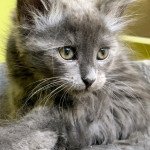 Unie de L'Opale Siberienne Femelle Sibérien Unie de L'Opale Siberienne Femelle Sibérien