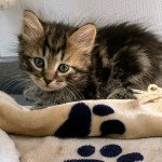 Uhlan de L'Opale Siberienne Mâle Sibérien Uhlan de L'Opale Siberienne Mâle Sibérien