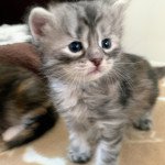 UPSIE de L'Opale Siberienne Femelle Sibérien UPSIE de L'Opale Siberienne Femelle Sibérien