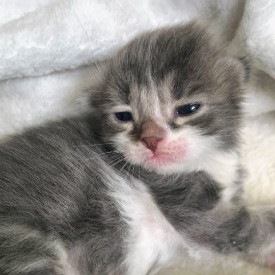 Aston de L'Opale Siberienne Mâle Sibérien