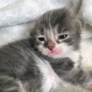 Aston de L'Opale Siberienne Mâle Sibérien