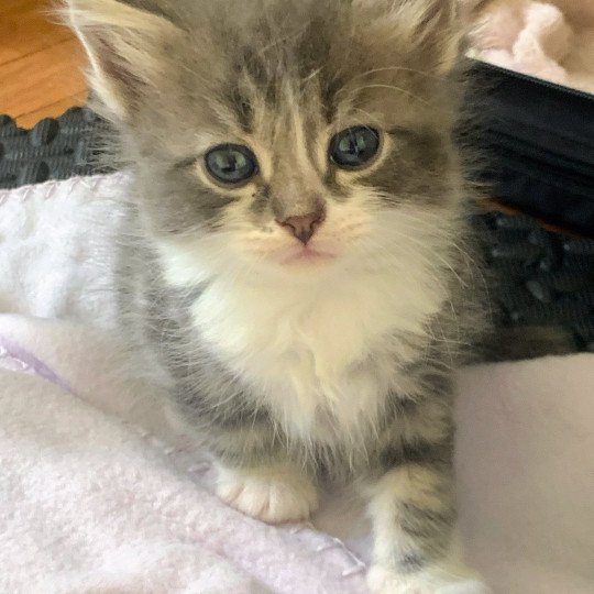 chaton Sibérien blue blotched tabby bicolor Aston Chatterie de L'Opale Siberienne blue blotched tabby bicolor