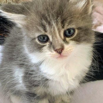 Aston de L'Opale Siberienne Mâle Sibérien