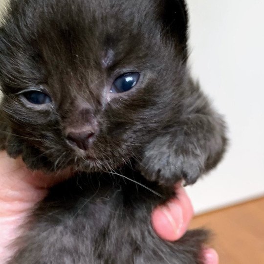 Avalon de L'Opale Siberienne Mâle Sibérien