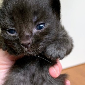 Avalon de L'Opale Siberienne Mâle Sibérien