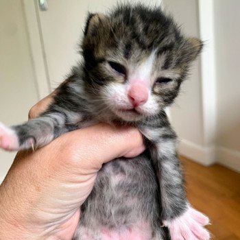 Aslan de L'Opale Siberienne Mâle Sibérien