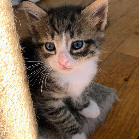 chaton Sibérien brown mackerel tabby bicolor Aslan Chatterie de L'Opale Siberienne brown mackerel tabby bicolor