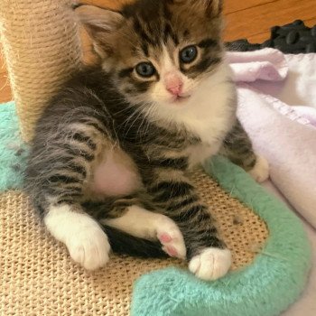 Aslan de L'Opale Siberienne Mâle Sibérien
