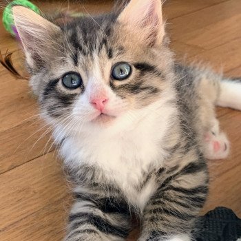 Aslan de L'Opale Siberienne Mâle Sibérien