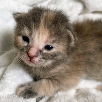 Arizona de L'Opale Siberienne Femelle Sibérien