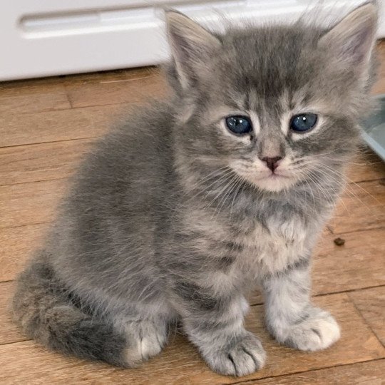 chaton Sibérien blue tortie blotched tabby Agatha Chatterie de L'Opale Siberienne blue tortie blotched tabby