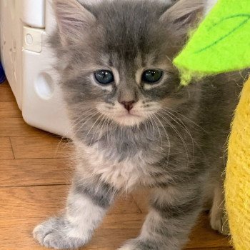 Agatha de L'Opale Siberienne Femelle Sibérien