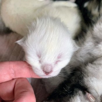 Arrow de L'Opale Siberienne Mâle Sibérien