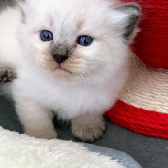 chaton Sibérien blue tabby point Alaska Chatterie de L'Opale Siberienne seal point