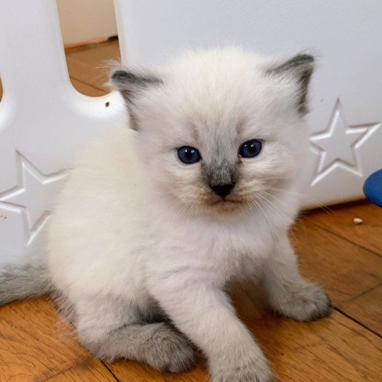 chaton Sibérien blue point Alaska Chatterie de L'Opale Siberienne seal point