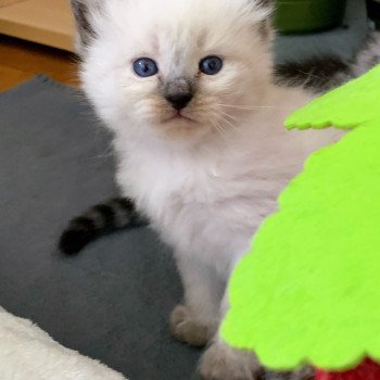 Alaska de L'Opale Siberienne Mâle Sibérien