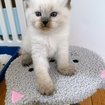 Alaska de L'Opale Siberienne Mâle Sibérien