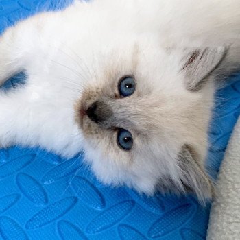 Alaska de L'Opale Siberienne Mâle Sibérien