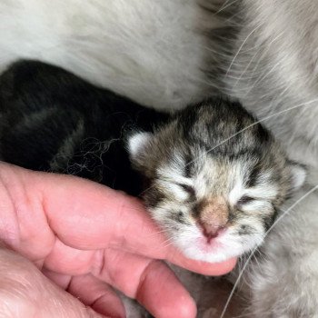 Alpha de L'Opale Siberienne Mâle Sibérien