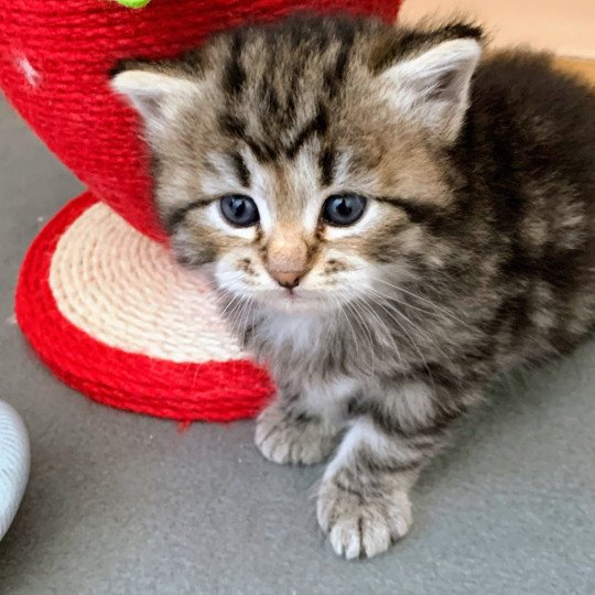 chaton Sibérien brown blotched tabby Alpha Chatterie de L'Opale Siberienne brown blotched tabby