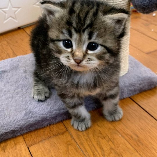 chaton Sibérien brown blotched tabby Alpha Chatterie de L'Opale Siberienne brown blotched tabby